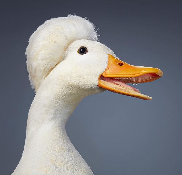 เป็ดมงกุฏขาว (Crested Miniature Duck)