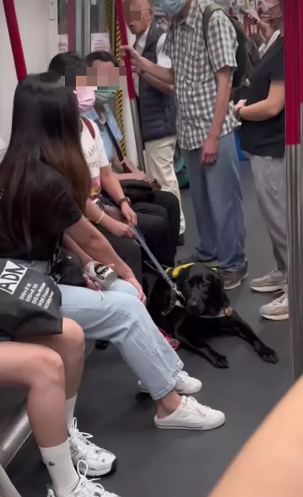 ลุงโวยวายสุนัขนำทางขึ้นรถไฟใต้ดิน ฮ่องกง