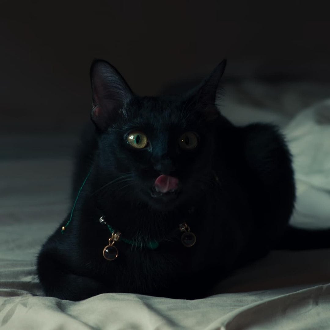 แมวดำในเรื่องสาธุ แมวเจมมี่เจมส์