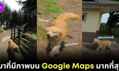 Maru Golden Dog Google Maps