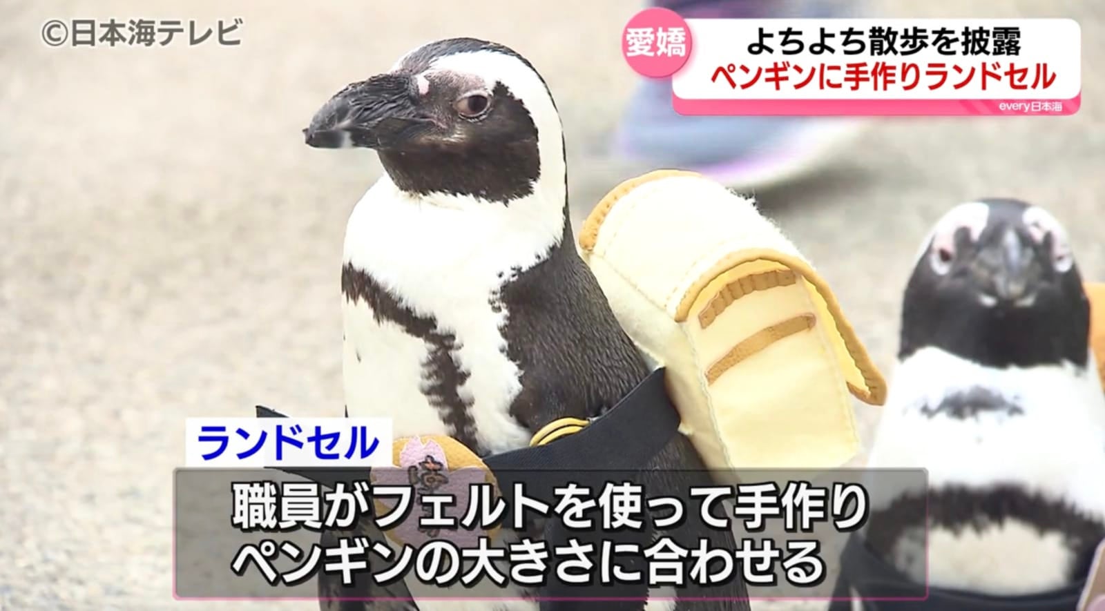 เพนกวินสะพายเป้นักเรียนญี่ปุ่น