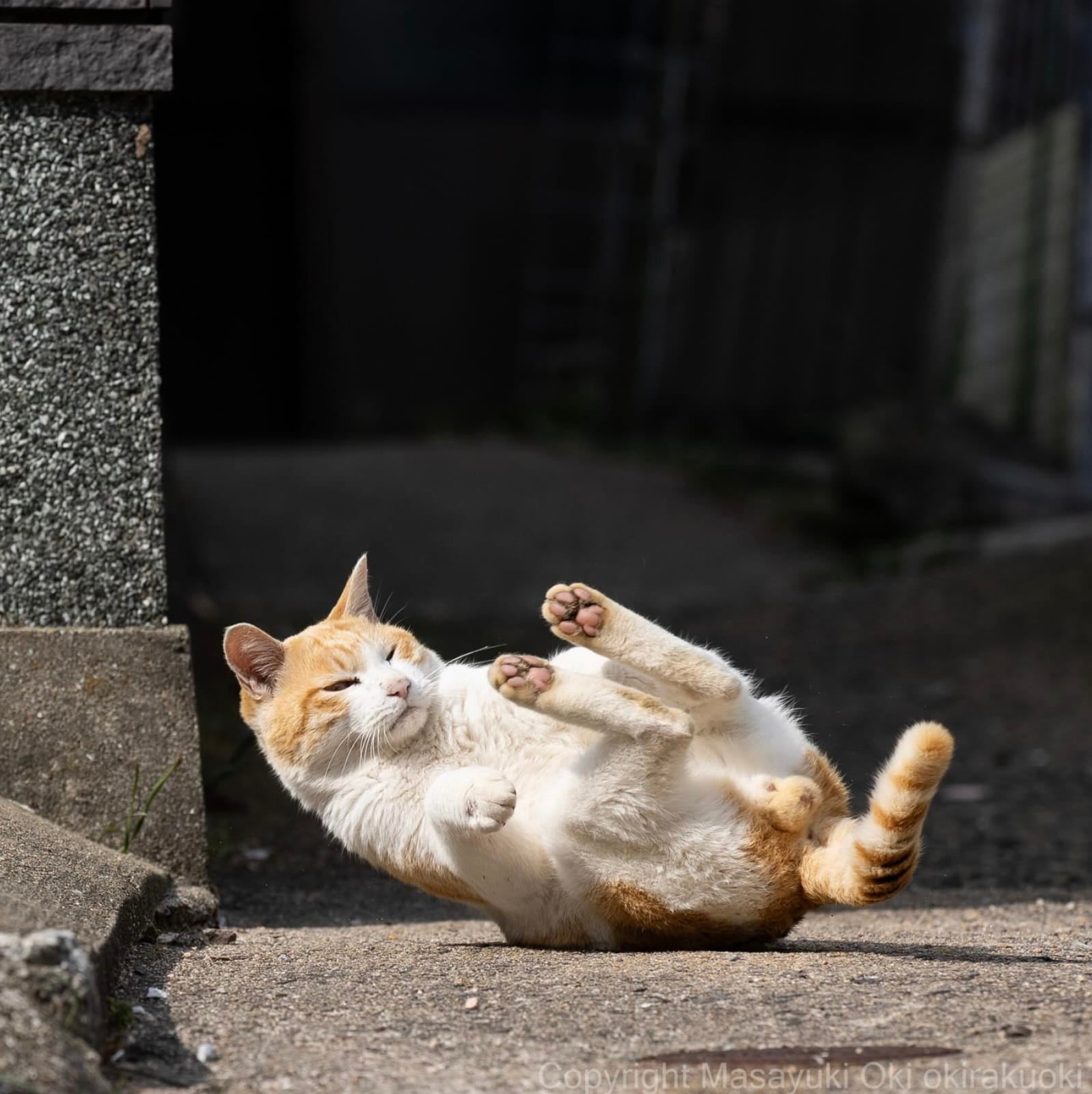 ภาพแมวจรจัด ช่างภาพชาวญี่ปุ่น Masayuki Oki