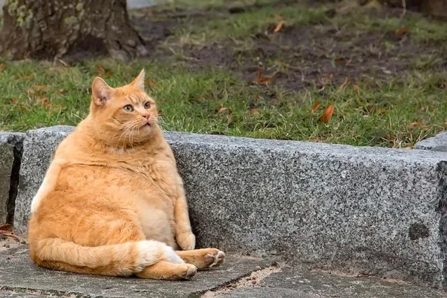 แมวอ้วน
