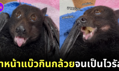 Bat Eats Banana Cute Eyes