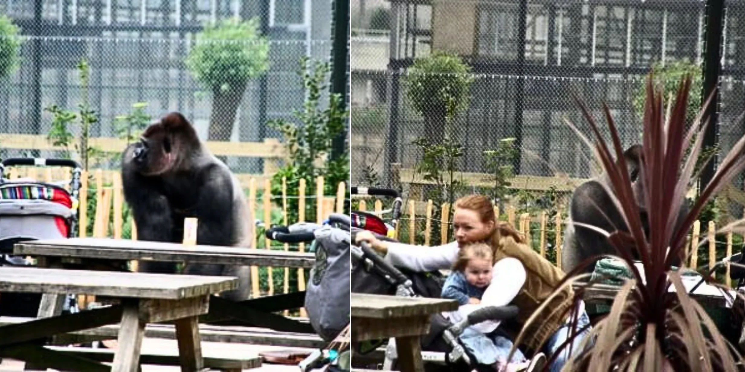 สวนสัตว์เนเธอร์แลนด์แจกแว่นพรางตา ให้นักท่องเที่ยวใส่ชมกอริลลา เพื่อไม่ให้สัตว์รู้สึกถูกคุกคาม
