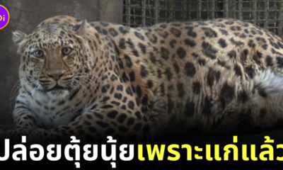 Fat Leopard China 1