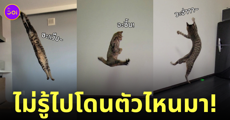 แมวดีด อยู่ไม่สุข ญี่ปุ่น