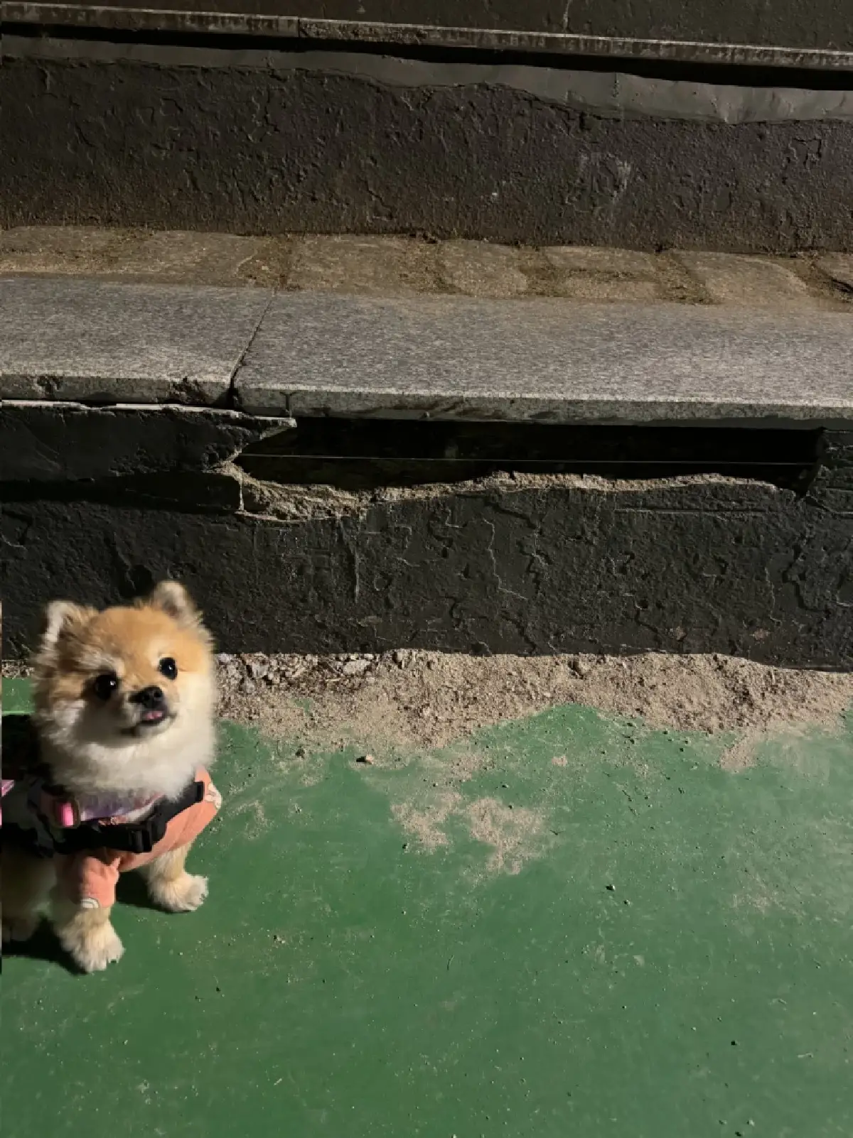 Hodu สุนัขลาดตระเวน เกาหลีใต้