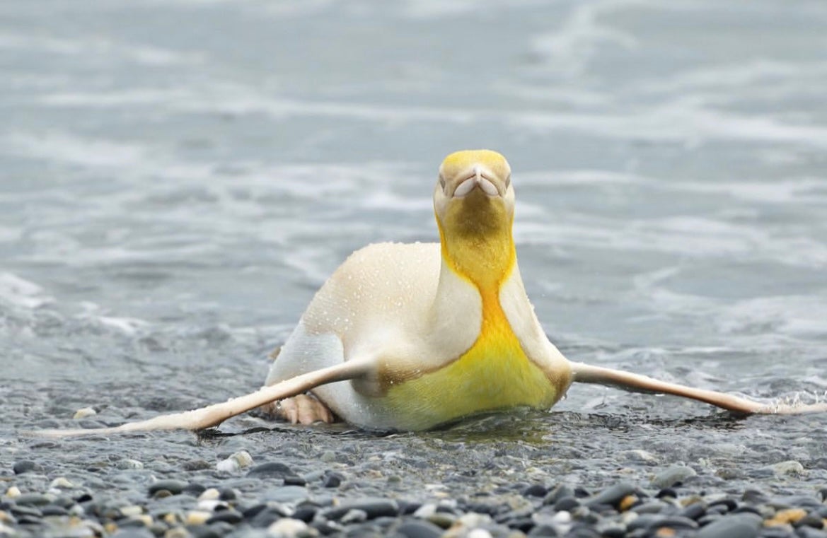 เพนกวินสีเหลือง
