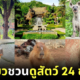 Khao Keaw Zoo 24 Hrs Live Animals