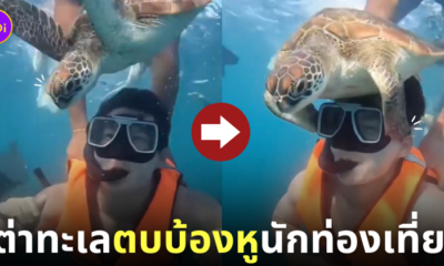 คลิปเต่าทะเลตบบ้องหูนักท่องเที่ยว