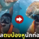 คลิปเต่าทะเลตบบ้องหูนักท่องเที่ยว