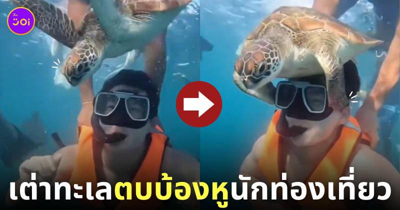 คลิปเต่าทะเลตบบ้องหูนักท่องเที่ยว