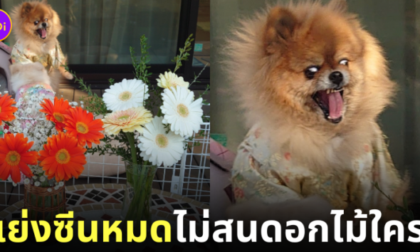 น้องหมาแย่งซีน ดอกไม้ราคาถูก ญี่ปุ่น