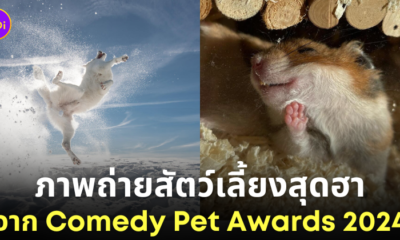 ภาพถ่ายสัตว์เลี้ยงสุดฮา Comedy Pet Awards 2024
