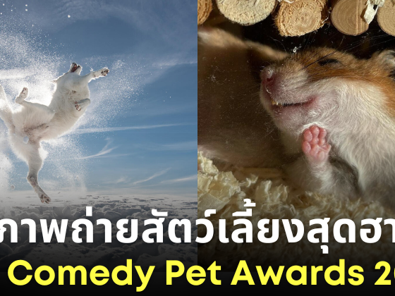 ภาพถ่ายสัตว์เลี้ยงสุดฮา Comedy Pet Awards 2024