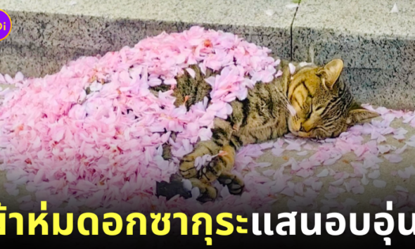 แมวนอนหลับสบายใต้ผ้าห่มดอกซากุระ
