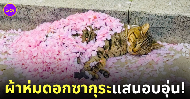 แมวนอนหลับสบายใต้ผ้าห่มดอกซากุระ