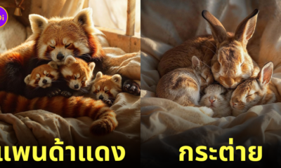 ภาพแม่ลูกสัตว์โลกน่ารักที่นอนกอดกันแน่นแบบแสนอบอุ่น Aiart