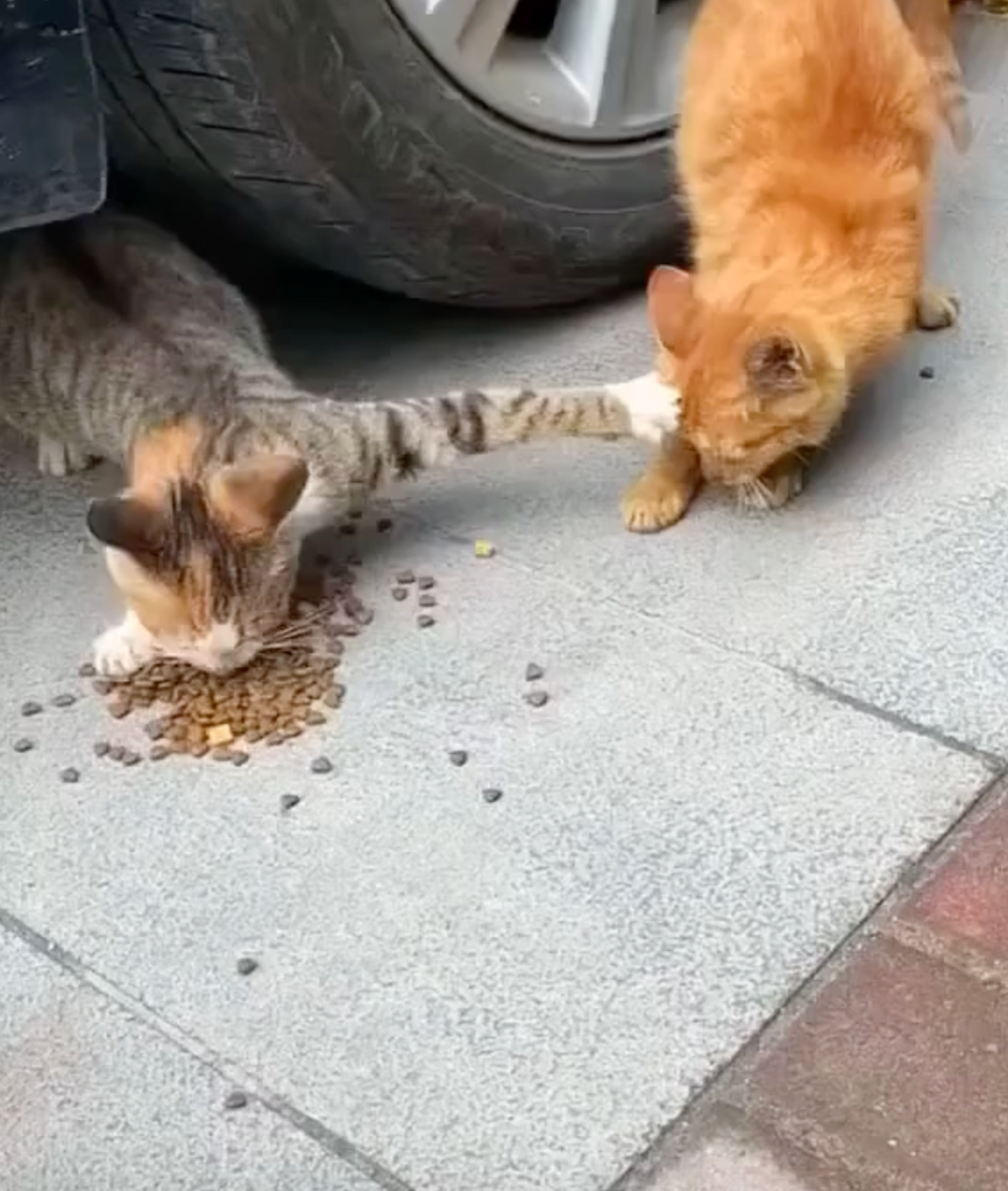 แมวลายสลิด เอาเท้ายันหัว ไม่แบ่งอาหารแมวส้ม