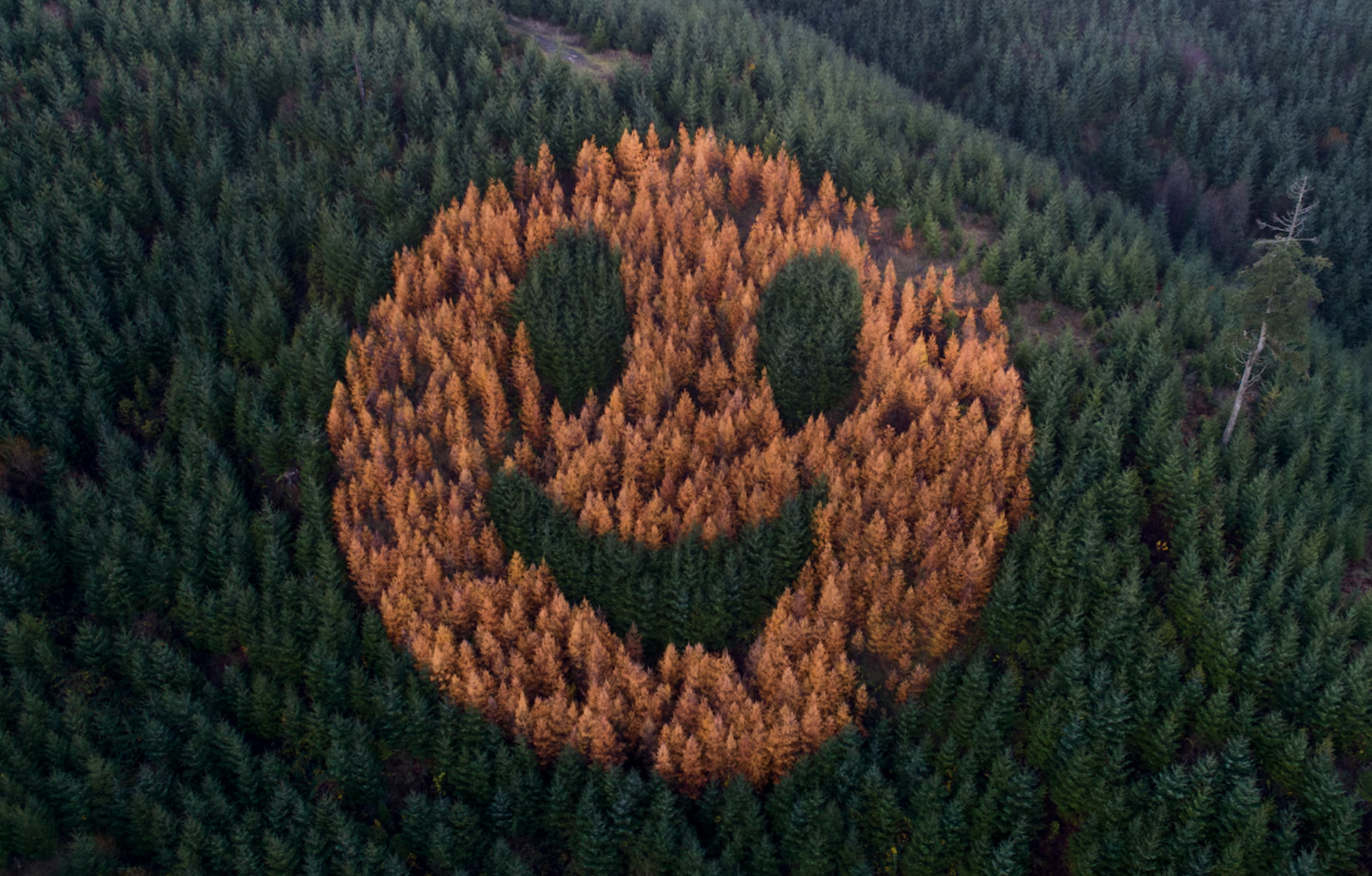 ป่าสนหน้ายิ้ม