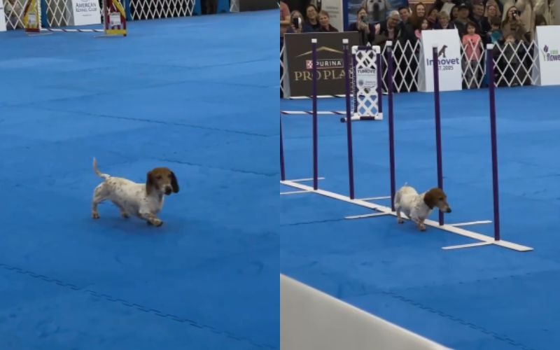 สุนัขดัชชุนด์โชว์ความพริ้วในการสาธิตการแข่งขันความคล่องแคล่ว (Dog Agility) ในงาน "AKC Dog Show" ที่น่ารักจนเป็นไวรัล!