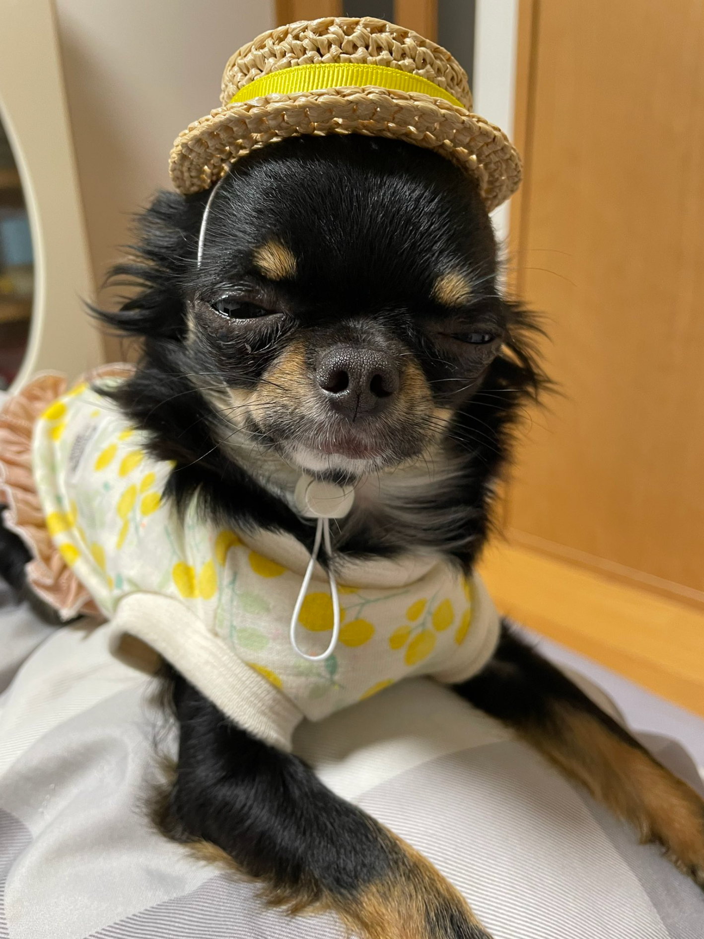 ภาพน้องหมา ไวรัลบน Twitter ฝั่งญี่ปุ่น