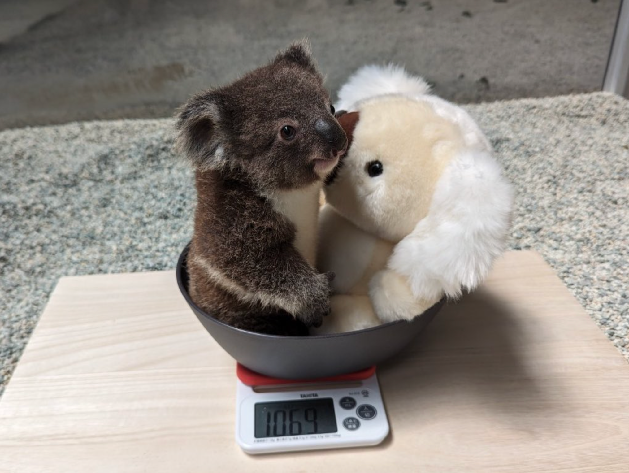 โคอาล่าชั่งน้ำหนักพร้อมกับตุ๊กตา สวนสัตว์ญี่ปุ่น