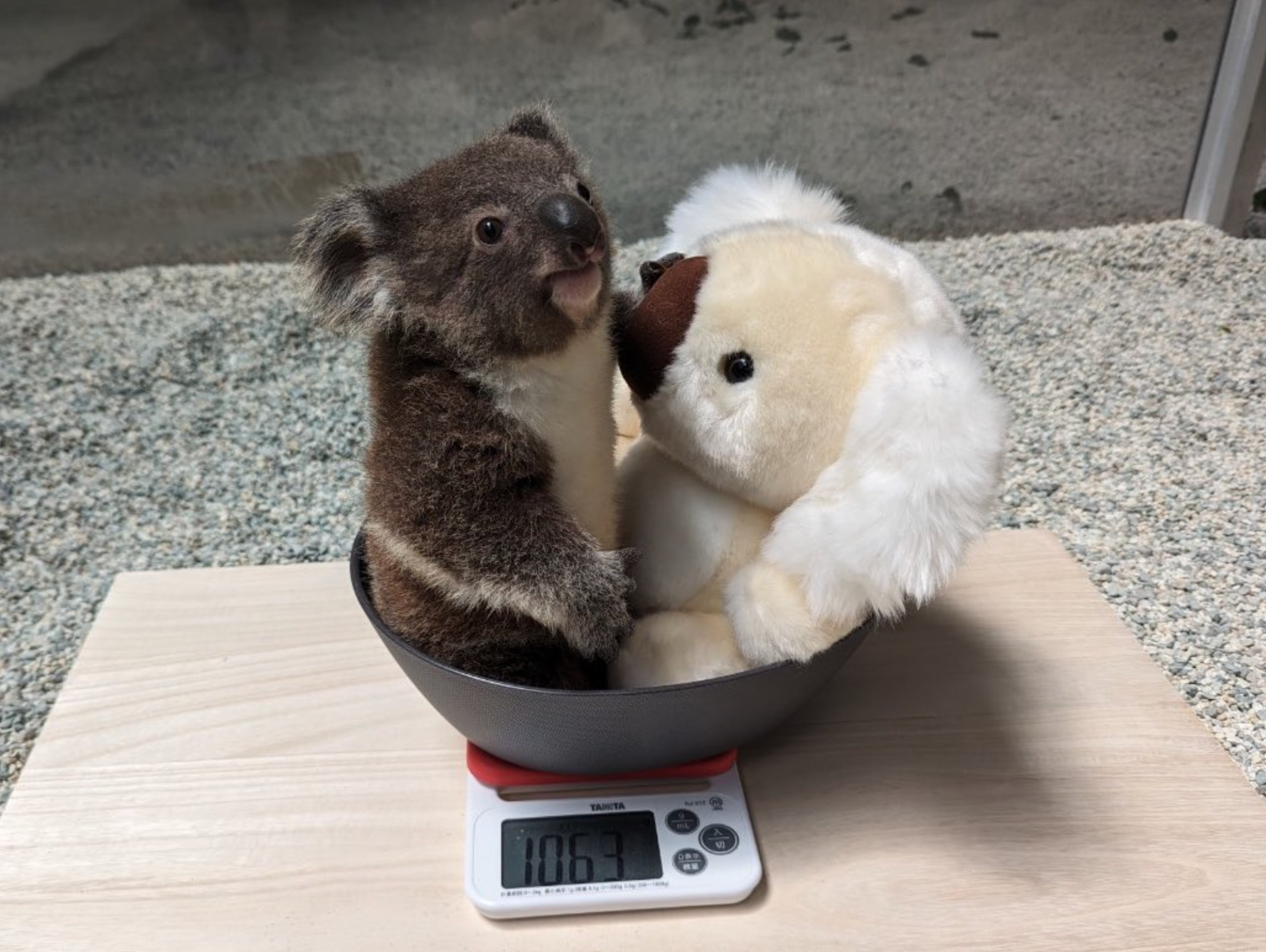 โคอาล่าชั่งน้ำหนักพร้อมกับตุ๊กตา สวนสัตว์ญี่ปุ่น