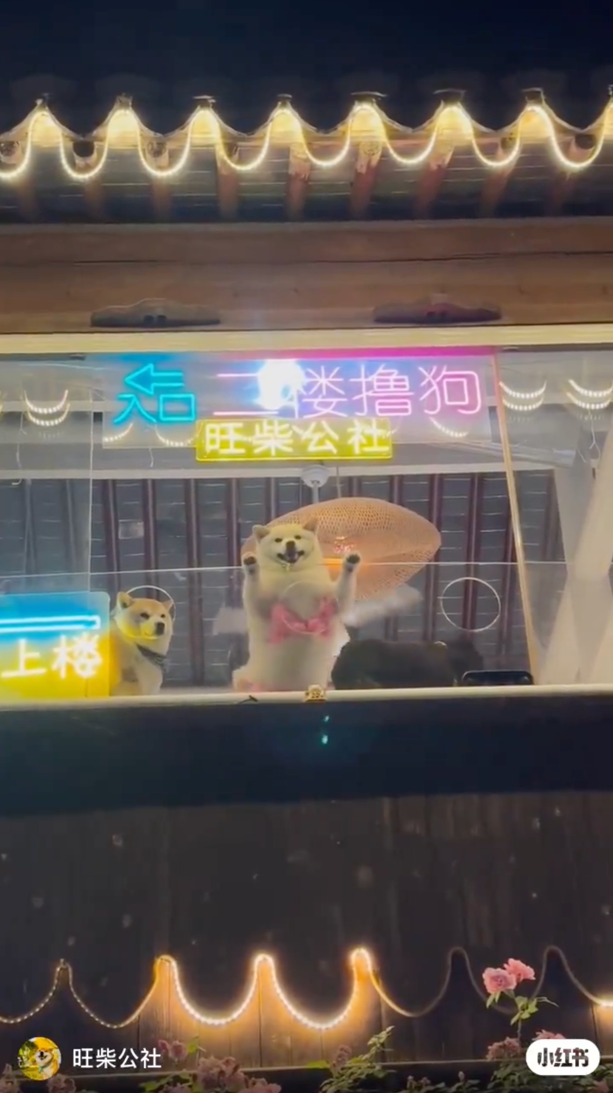 คลิปวิดีโอน้องหมาในคาเฟ่ใส่ชุดสุดแซ่บเต้นดุ๊กดิ๊ก