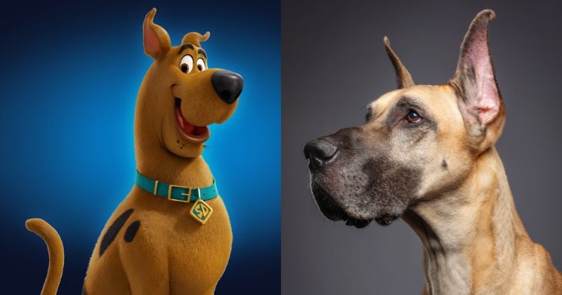 สกูบี้-ดู (Scooby-Doo) - สายพันธุ์เกรทเดน