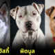 5 Dog Breeds Left In Shelter Thailand