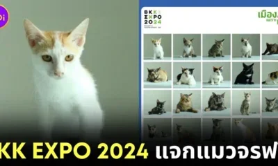Bkk Expo 2024 จิบกาแฟ แลแมว