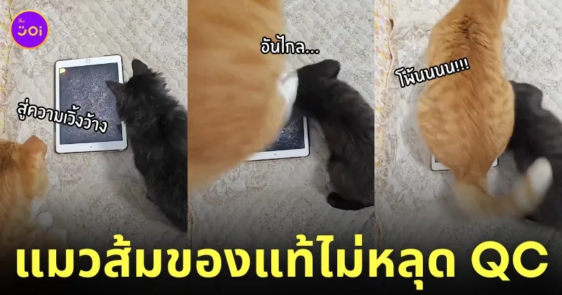 แมวส้ม แมวดำ เล่นเกมบน Ipad ไอแพด กระโดด