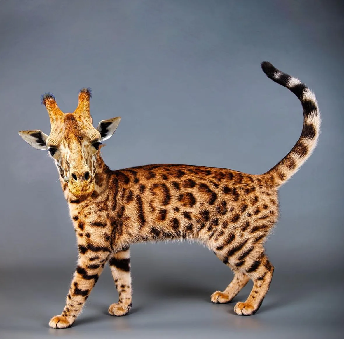 ภาพตัดต่อ Animal Hybrids สัตว์โลกผสมข้ามสายพันธุ์ Photoshop