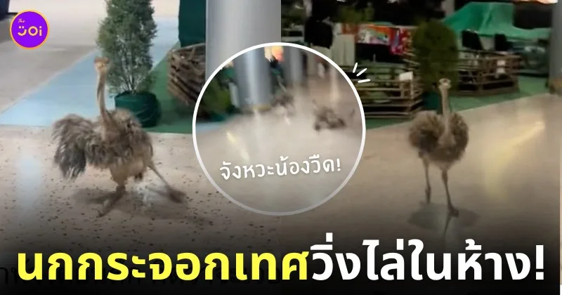 คลิปนกกระจอกเทศวิ่งไล่ในห้างตอนดึก Tiktok