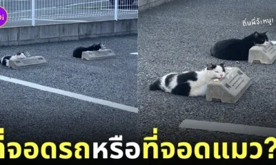 ภาพแมวนอนยึดแท่นปูนกั้นล้อที่จอดรถ