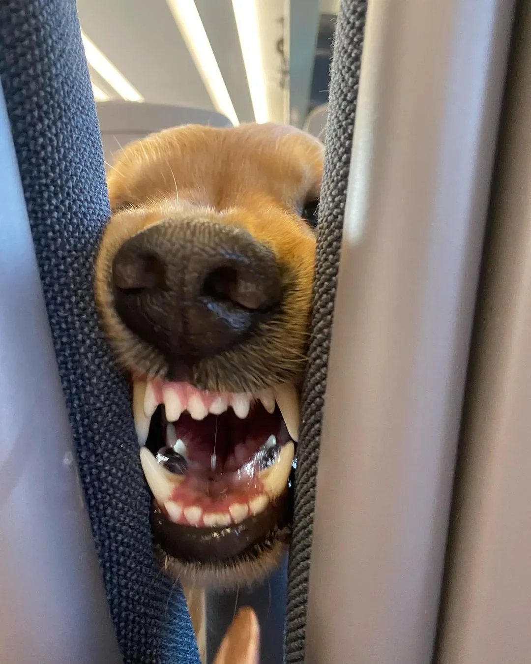 รีแอคชั่นหมา ขนมบนรถไฟ