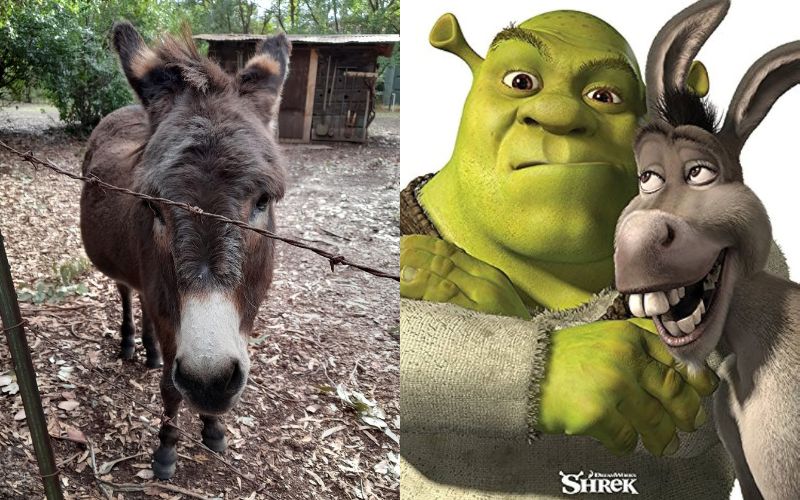 ชาวอเมริกันบริจาคเงินกว่า 3.6 แสนบาท ให้กับเจ้าลา "Perry" ผู้เป็นต้นแบบของ "Donkey" ใน "Shrek" หลังเริ่มแก่ชรา