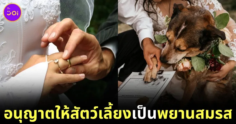 หลายรัฐในสหรัฐอเมริกาอนุญาตให้สัตว์เลี้ยงเป็นพยานในการแต่งงานและจดทะเบียนสมรส