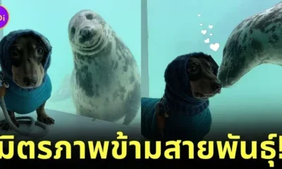Seal Dauchsund Friendship