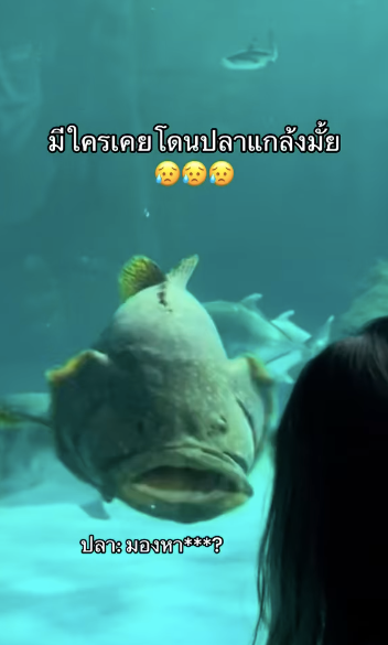 สาวไทยเที่ยวอควาเรียมบางแสน แต่กลับถูกปลาแกล้งจนสะดุ้งโหยง!
