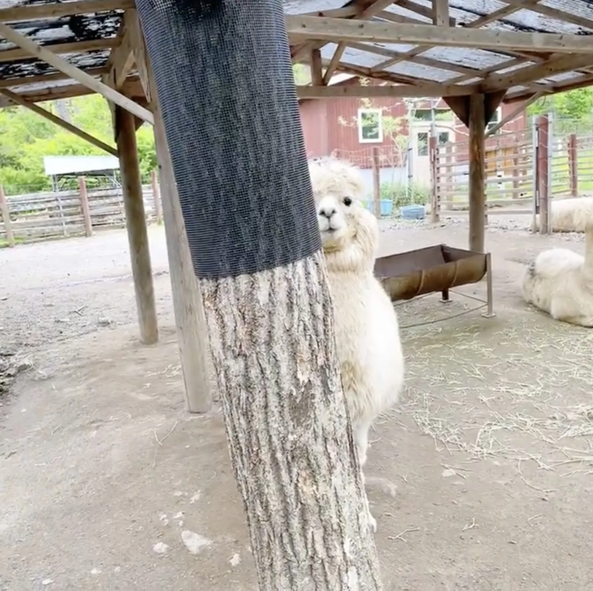 อัลปาก้า สวนสัตว์ญี่ปุ่น แอบมองคนอยู่หลังต้นไม้