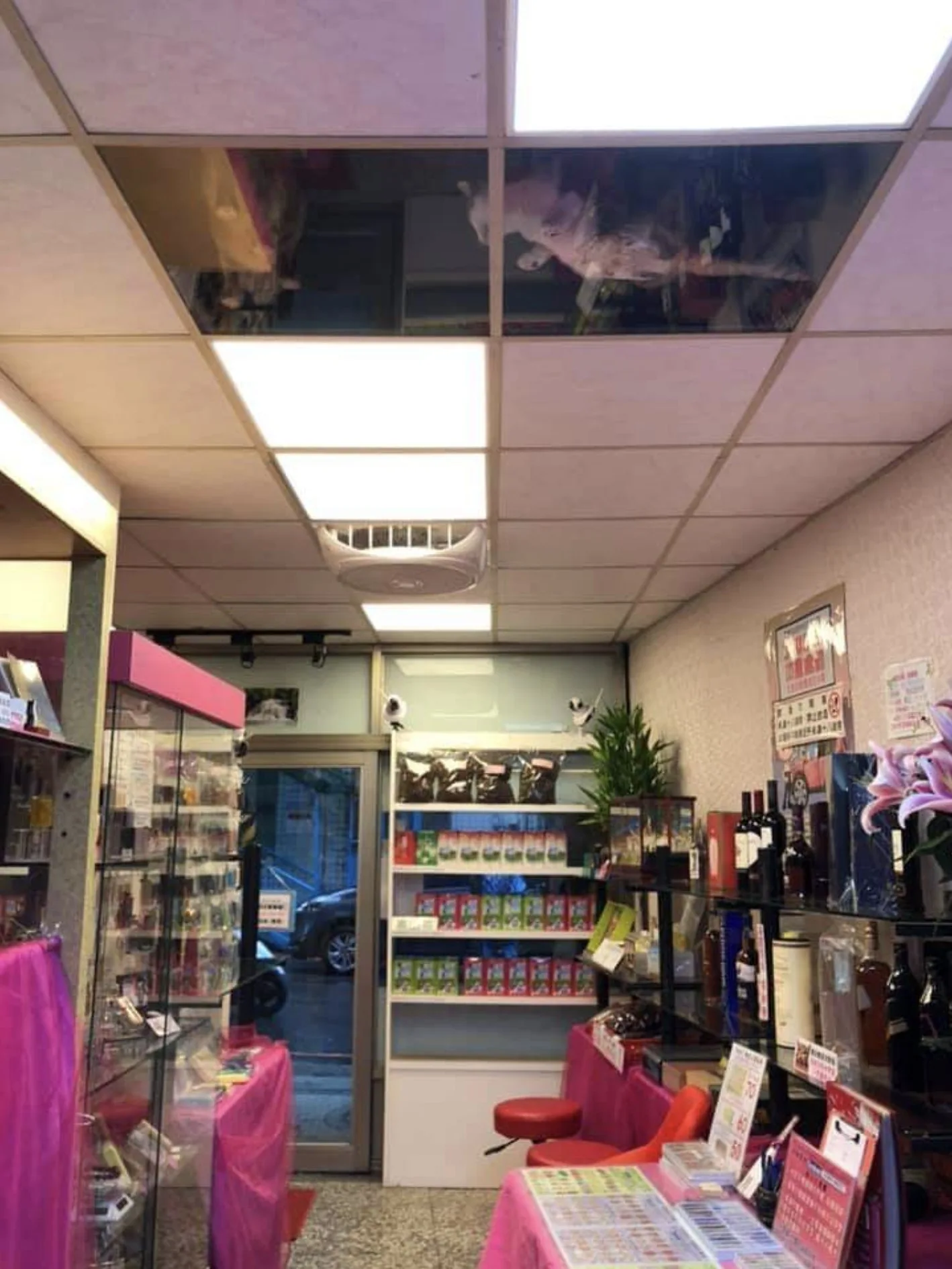 ร้านขายของทำฝ้ากระจกบนเพดานเลี้ยงแมว