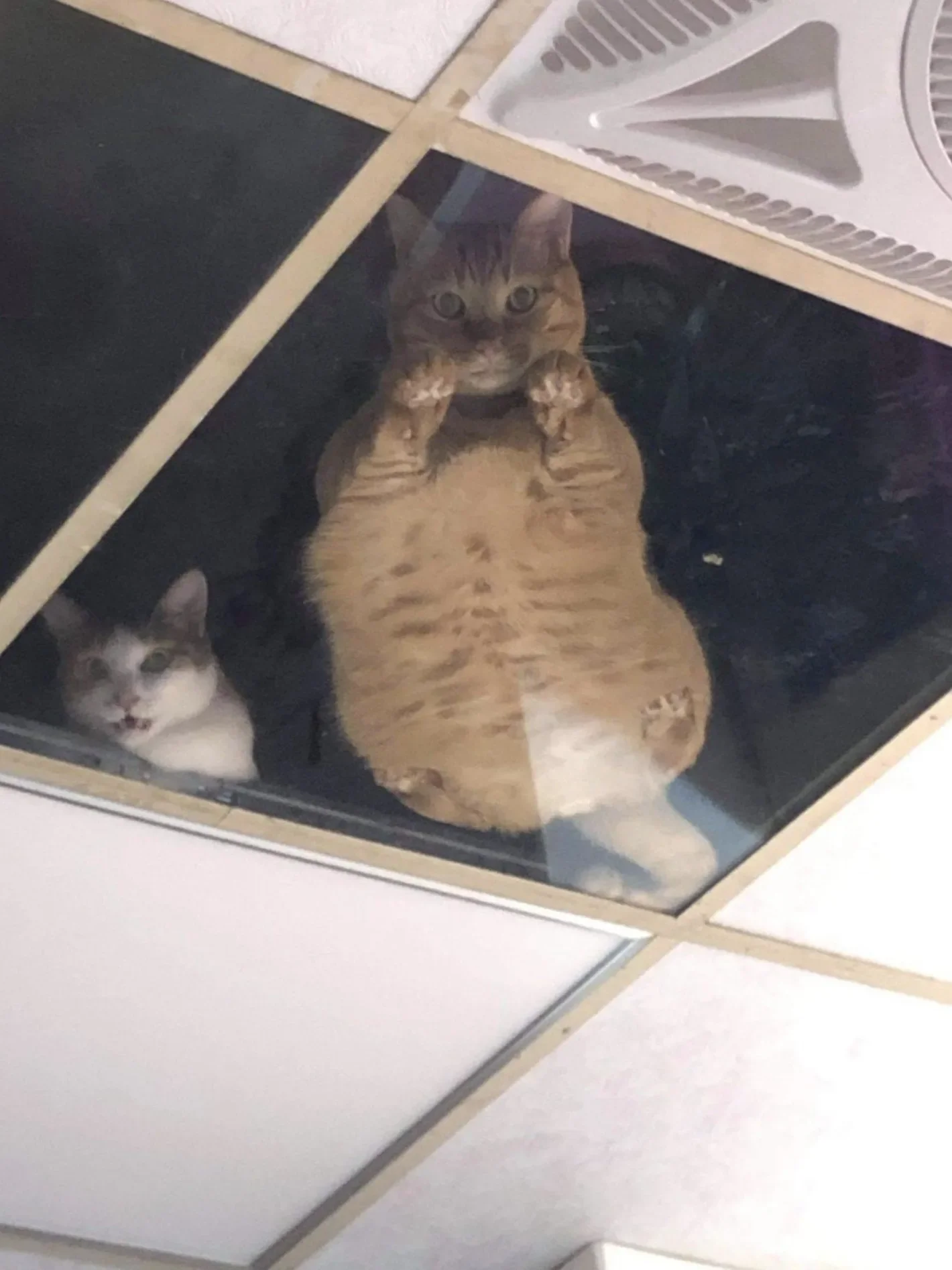 ร้านขายของทำฝ้ากระจกบนเพดานเลี้ยงแมว