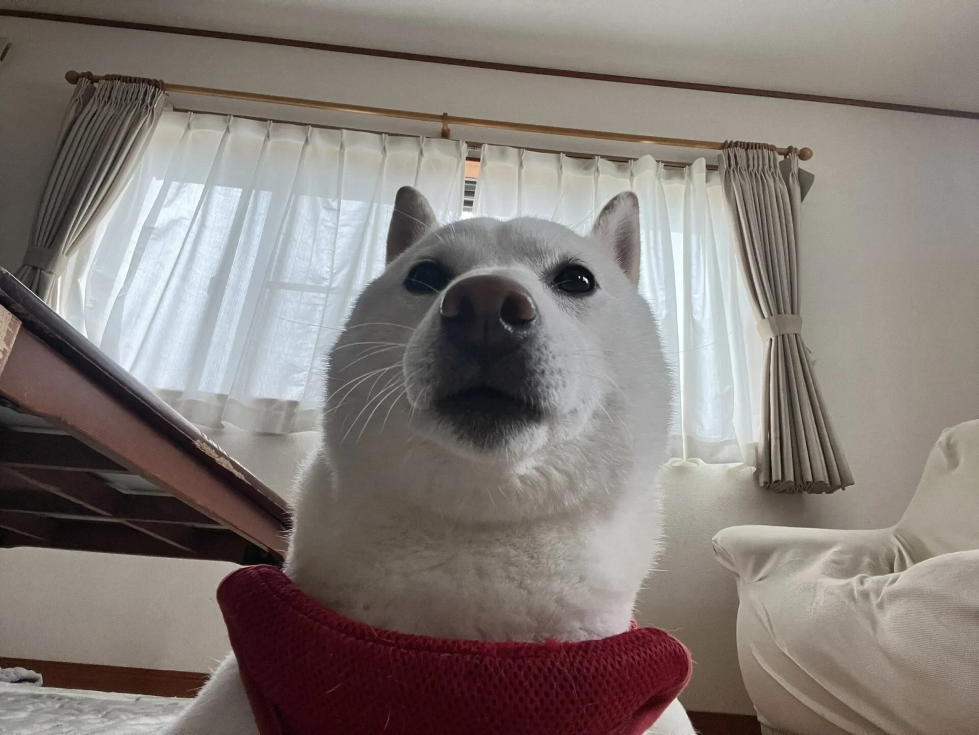 ภาพสัตว์เลี้ยงโหมดประชุมออนไลน์ ไวรัล twitter ญี่ปุ่น