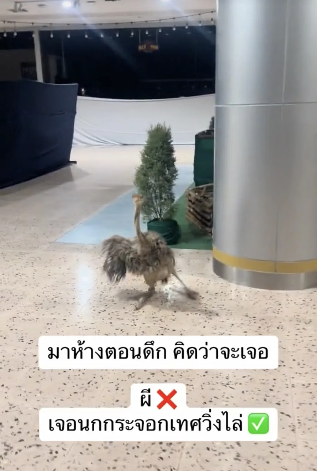 คลิปนกกระจอกเทศวิ่งไล่ในห้างตอนดึก Tiktok