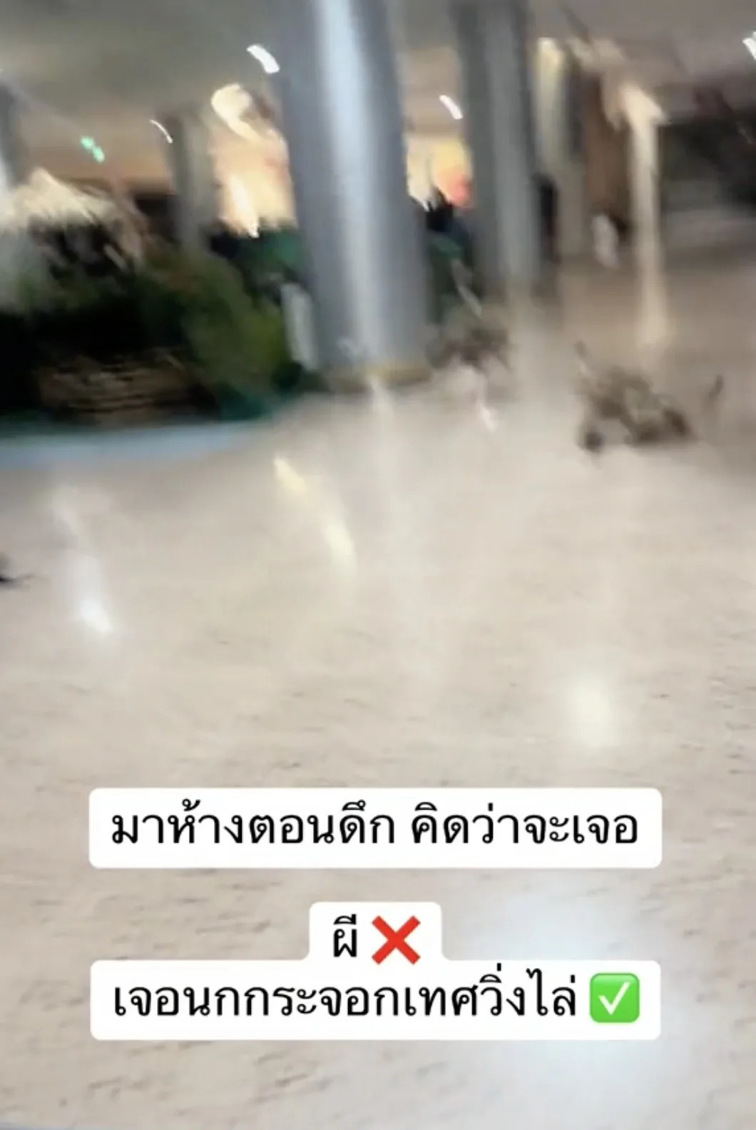 คลิปนกกระจอกเทศวิ่งไล่ในห้างตอนดึก Tiktok