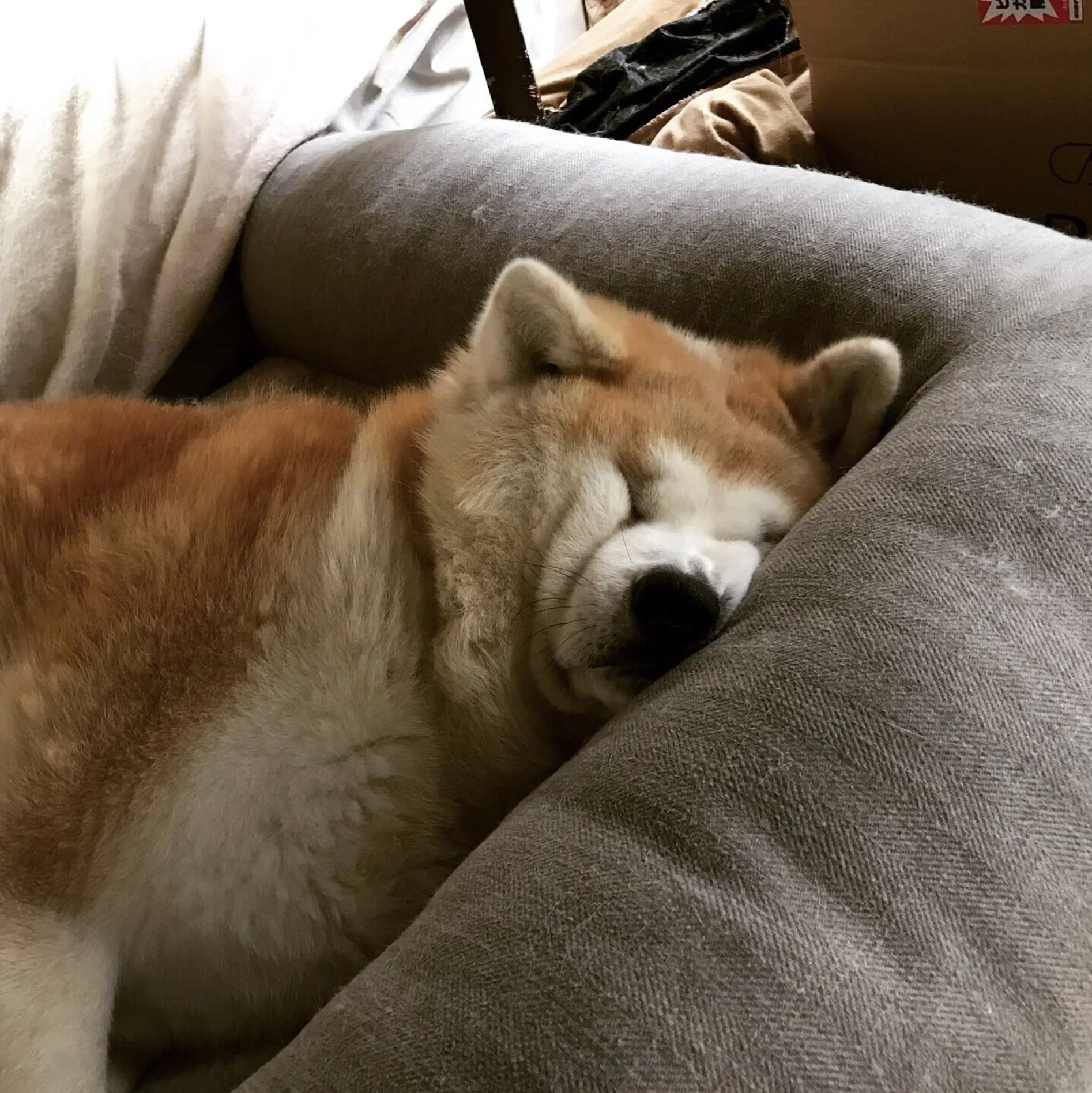 หมาอาคิตะ นอนหลับ ใบหน้ายู่เป็นก้อน