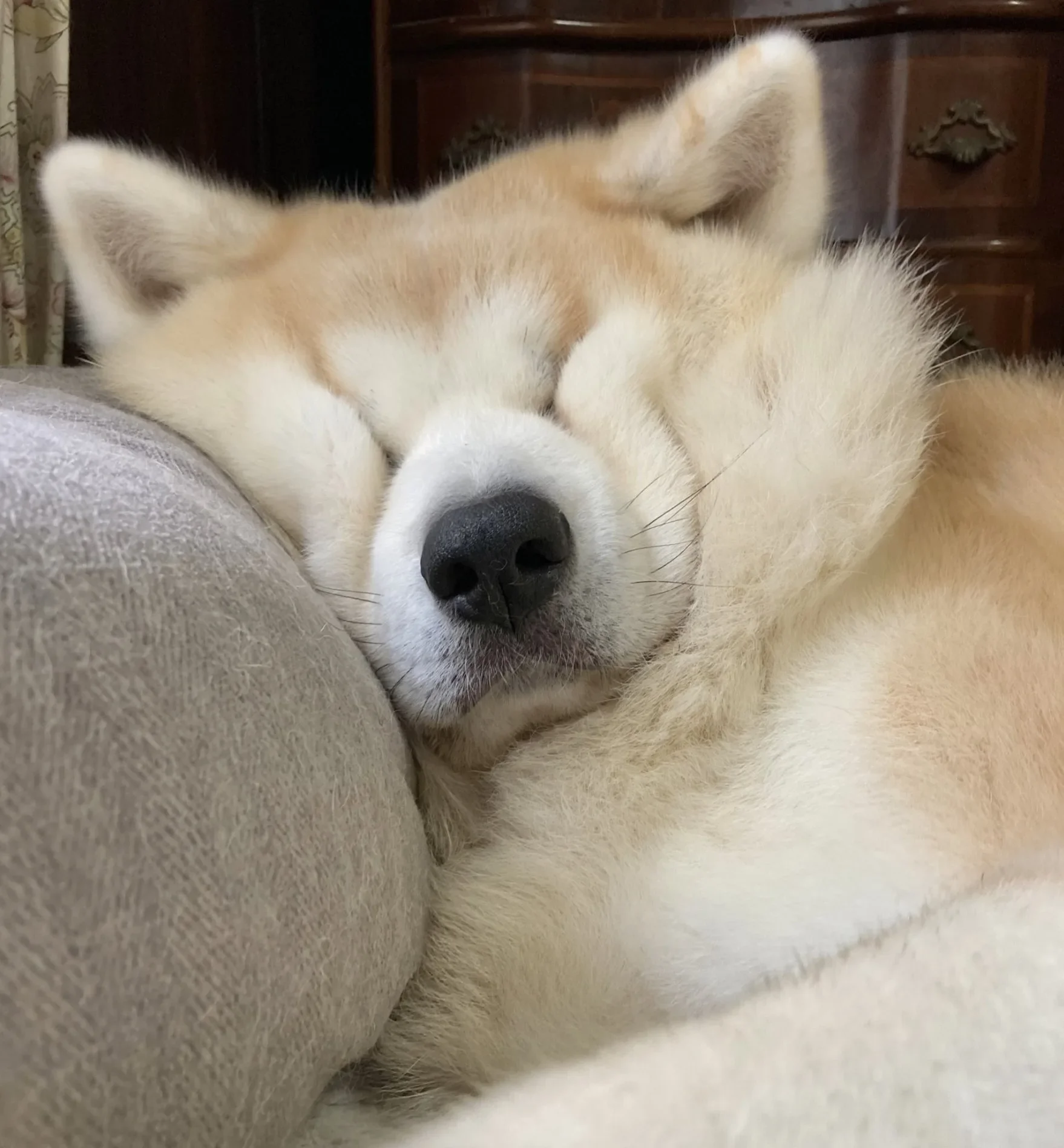 หมาอาคิตะ นอนหลับ ใบหน้ายู่เป็นก้อน